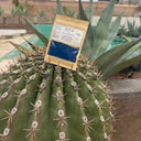 Moroccan Nila Powder (Brightening Mask)