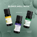 Eucalyptus Globulus Organic Essential Oil